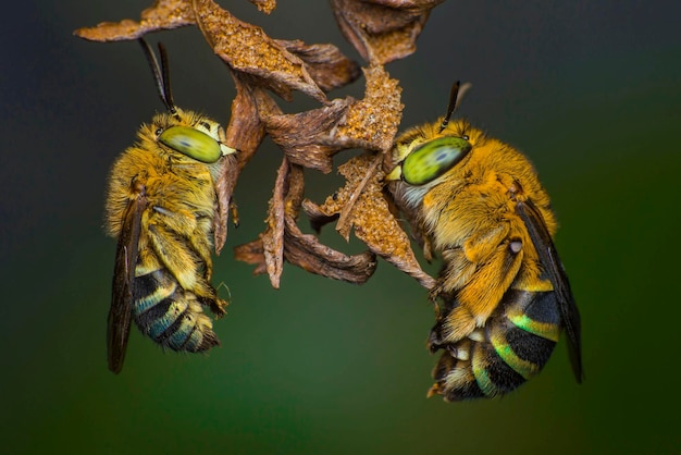 Close-up of insect on yellow flower