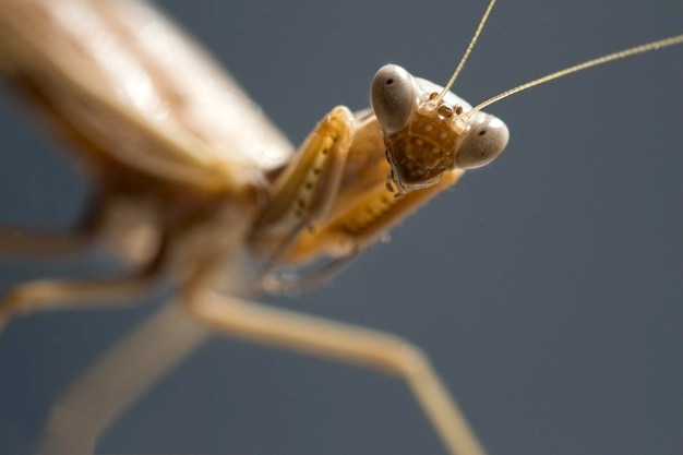 close-up of insect