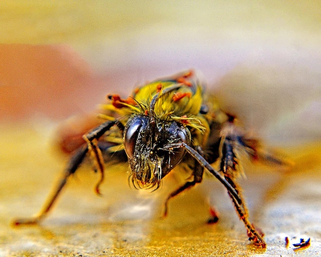 close-up of insect