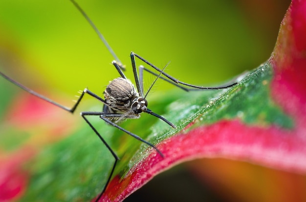 close-up of insect