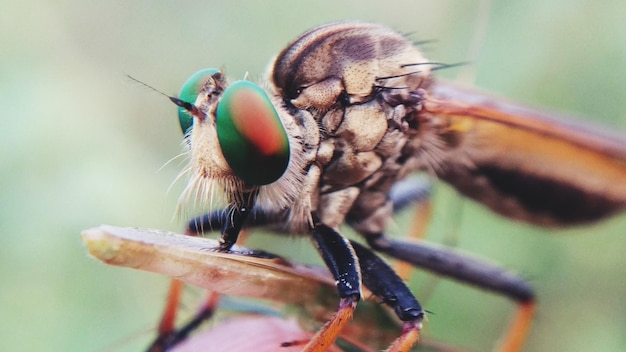 close-up of insect