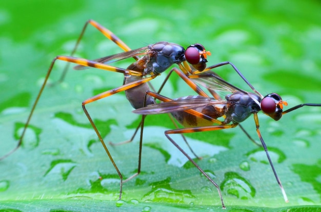 close-up of insects on leaf
