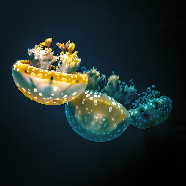 close-up of jellyfish swimming in sea