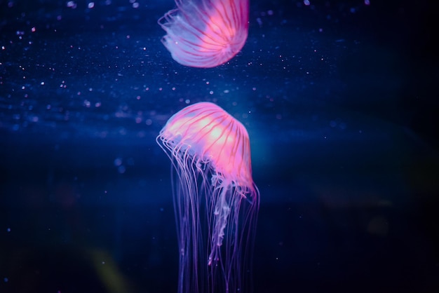 Close-up of jellyfish swimming underwater