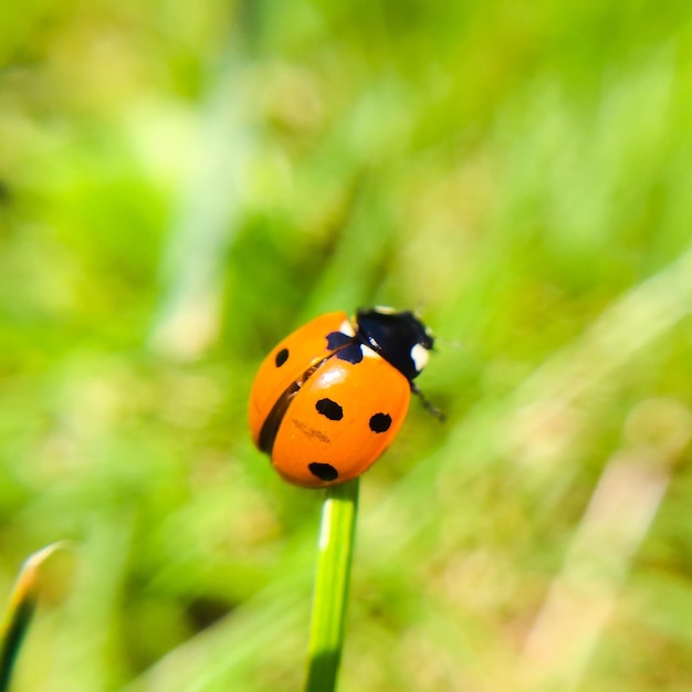 close-up of ladybug on stem against blurred green background