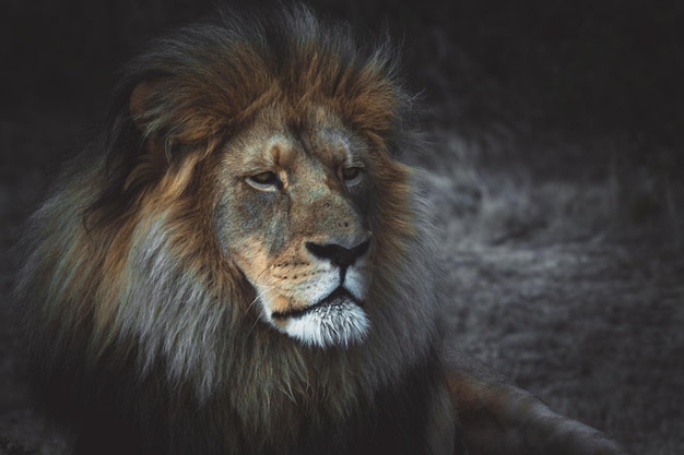 close-up of lion