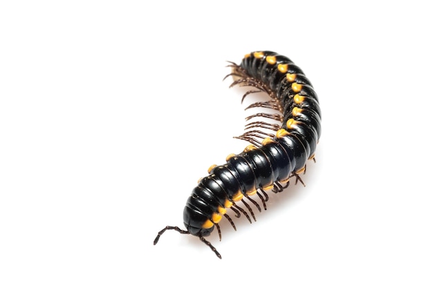 Close-up of millipede against white background