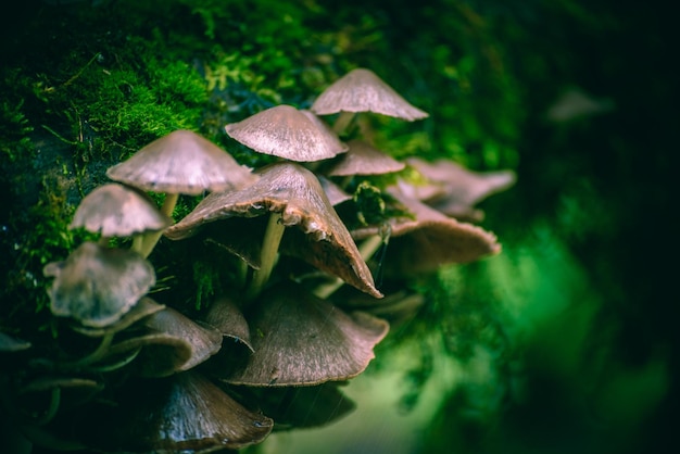 Close-up of mushrooms growing on plant