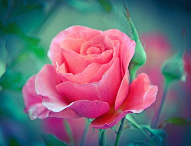 close-up of pink rose blooming outdoors