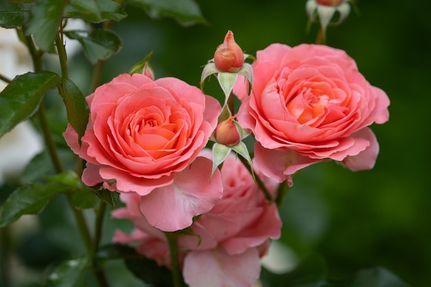 close-up of pink rose