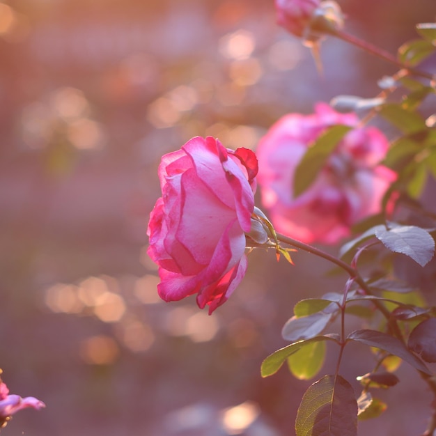 close-up of pink rose
