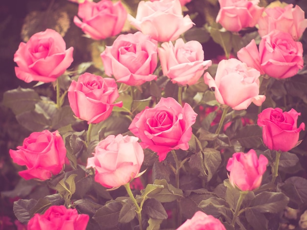 close-up of pink roses blooming outdoors