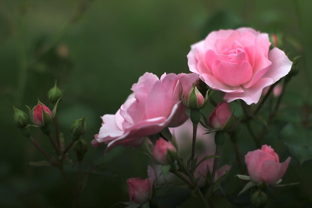 close-up of pink roses growing outdoors