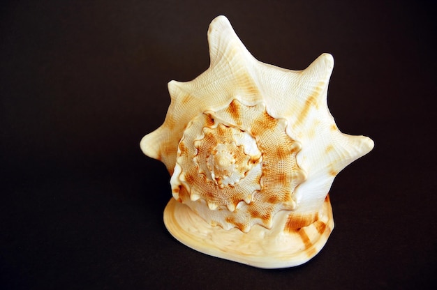 Close-up of seashell against black background