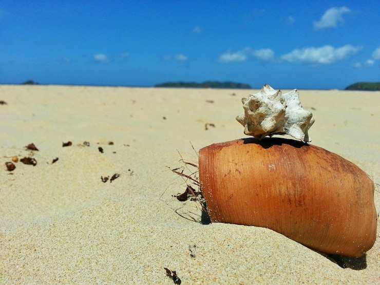 Fotografie close-up of shell on shore against blue sky
