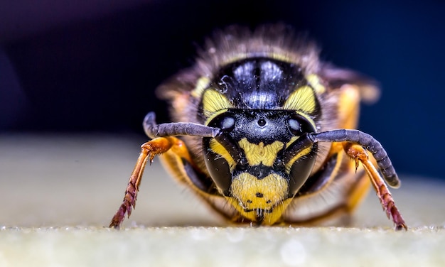 close-up of spider