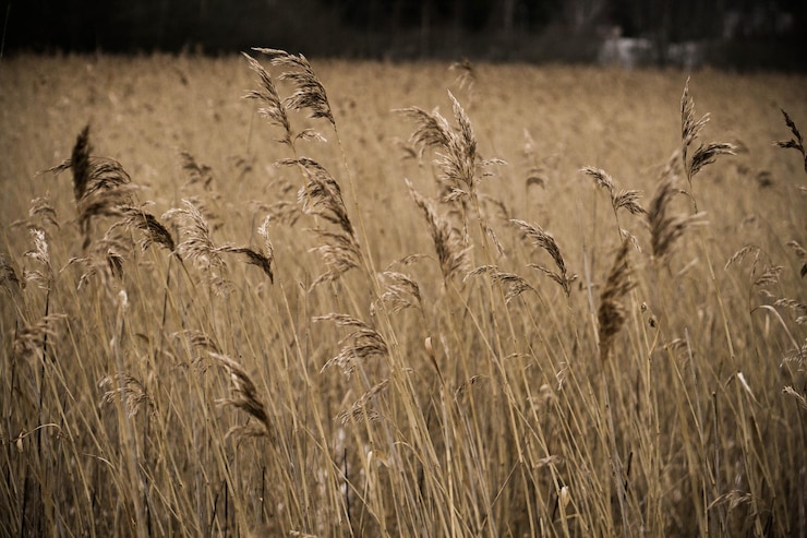 Fotografie close-up of wheat field