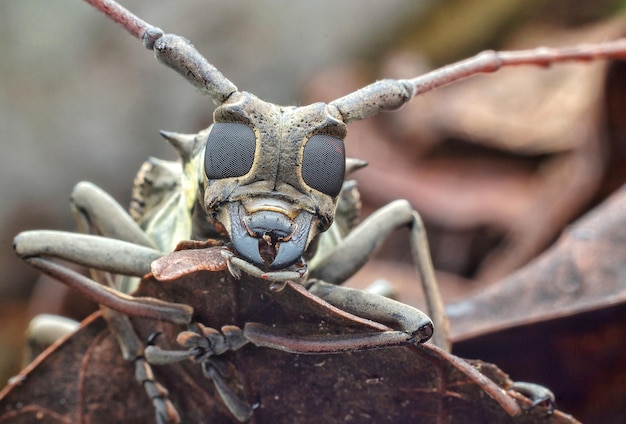 close-up portrait of insect