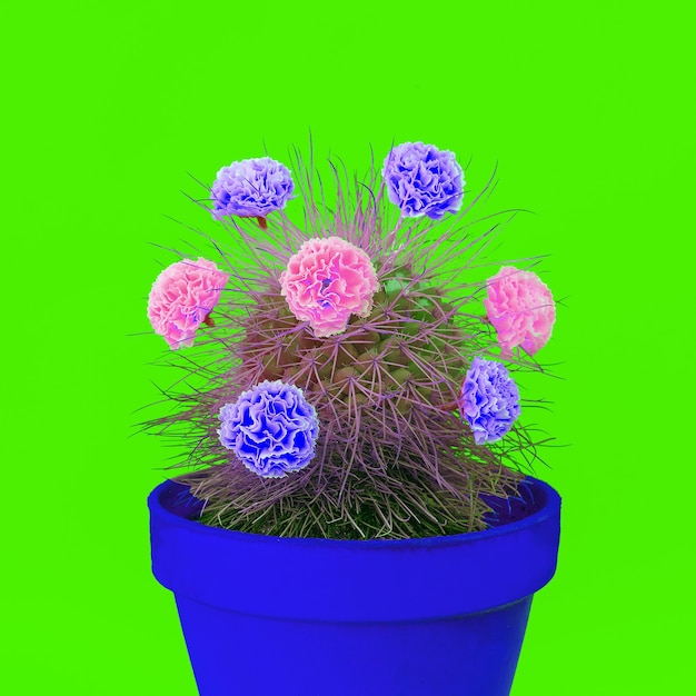 colorful cactus and roses decor. minimal fashion cactus creative concept