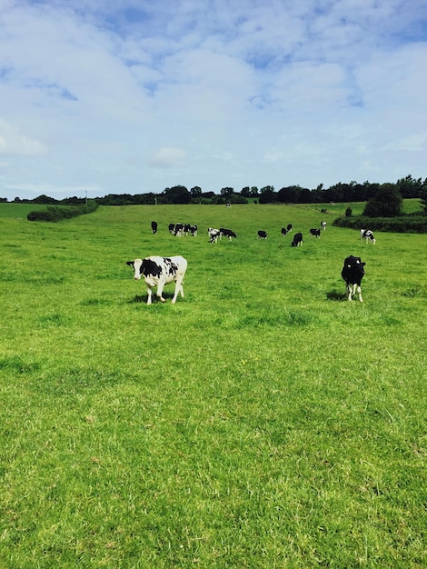 Cows on grassy field against sky