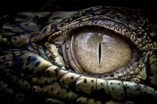 Cropped eye of crocodile