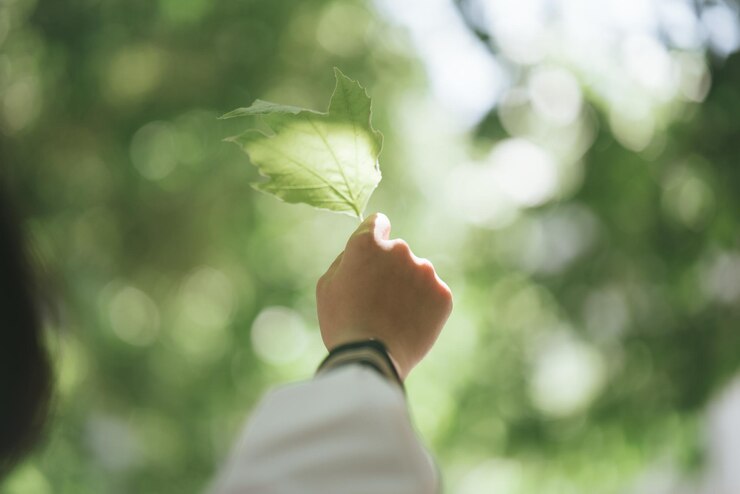 Fotografie cropped hand holding leaf