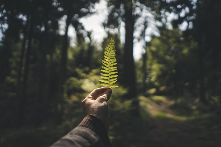 Fotografie cropped hand of person holding leaf against trees in forest