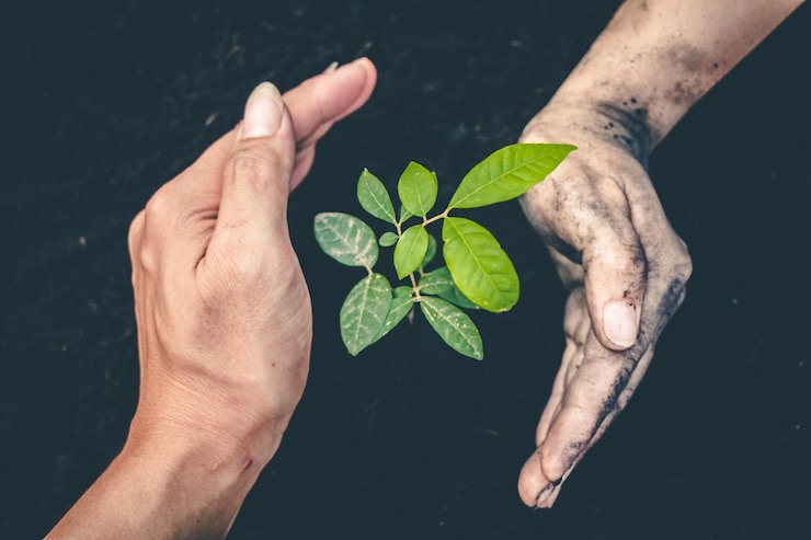 Fotografie cropped hands planting