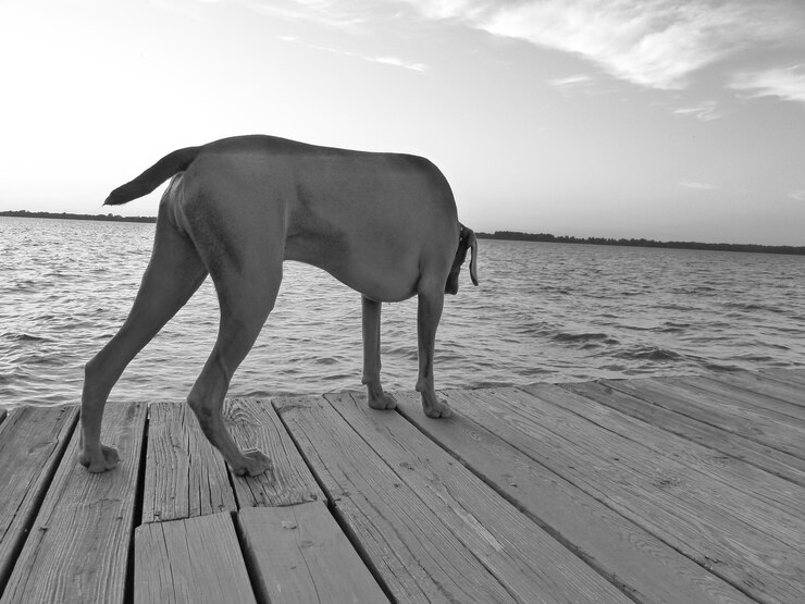 Fotografie dog on pier over lake