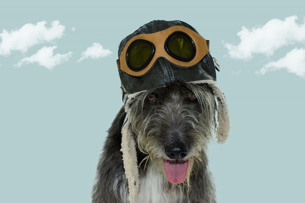 dog pilot.  wearing an aviator hat with sunglasses.