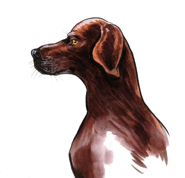 Dogs head. Ink and watercolor drawing
