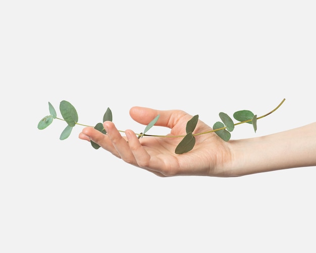 Female hand with eucalyptus on a gray background