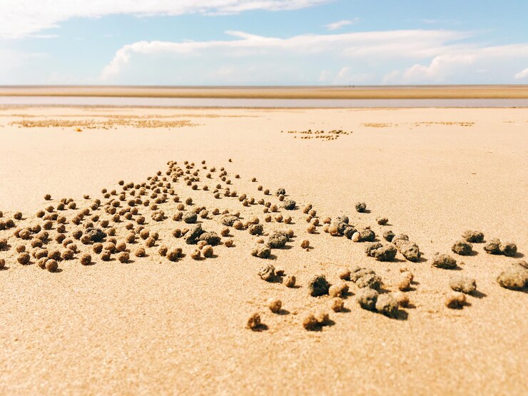 Fotografie flock of sheep on sand against sky