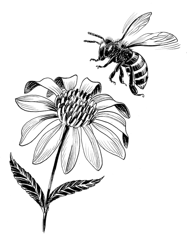 Fotografie flower and a bee handdrawn ink black and white drawing