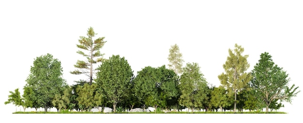 forest line isolated on white background with clipping path