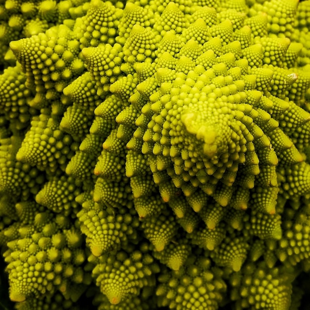 full frame shot of romanesco broccoli