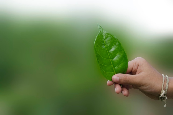 Fotografie green leaves of plants in the hands of small children nature background