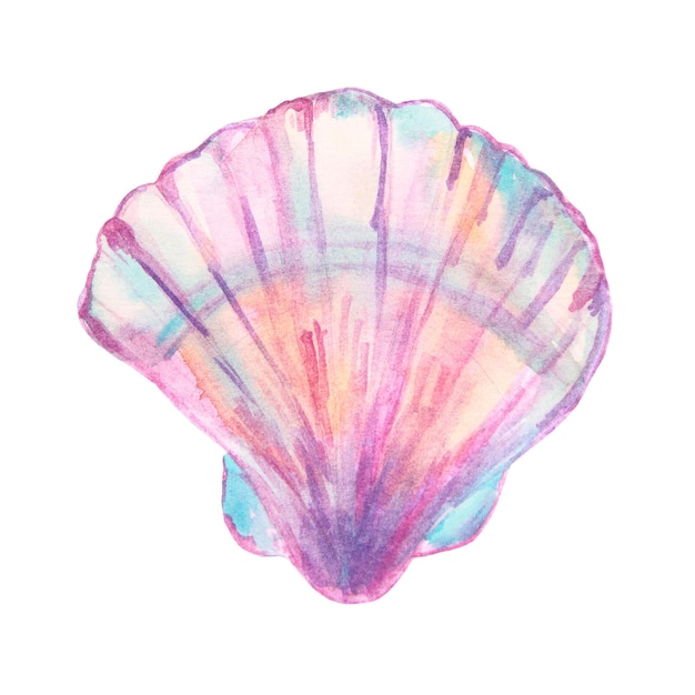 Hand drawn watercolor shall illustration