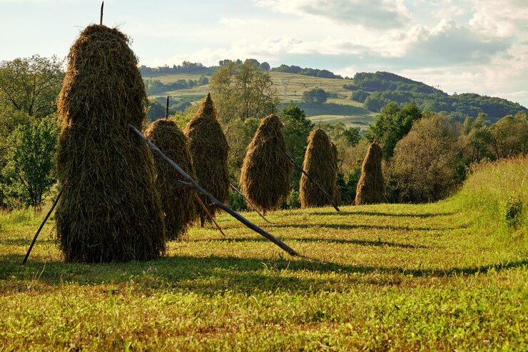 Fotografie hay bales on field against sky