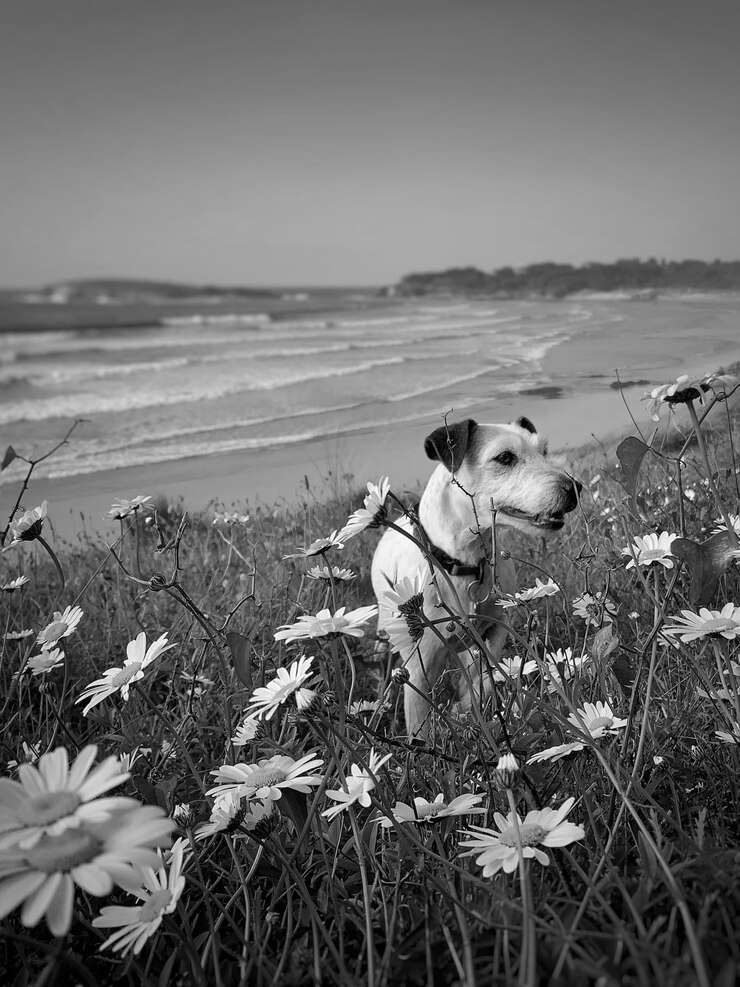 Fotografie high angle view of dog by flowers on land