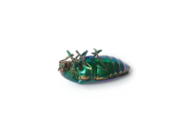 High angle view of insect on white background