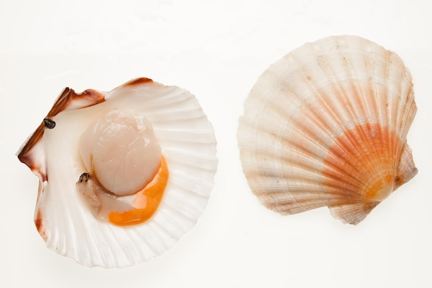 High angle view of sea shell on white background