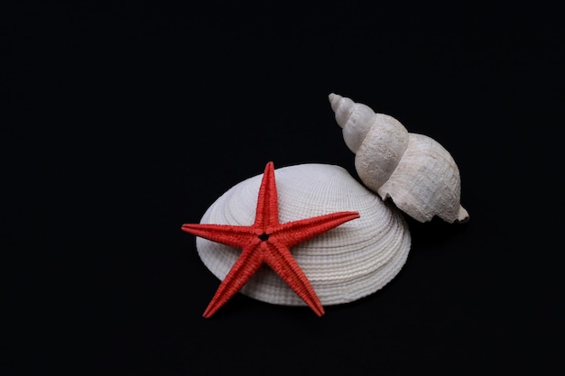 High angle view of star fish with seashells on black background