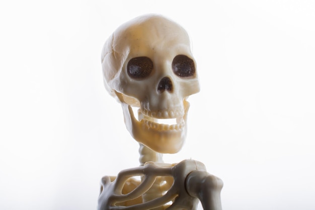 Human skeleton skull model in hand posing for medical anatomy science