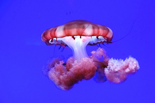 jellyfish swimming in sea