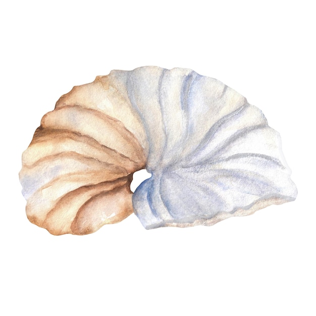 Krásná texturovaná akvarelová mušle měkkýše nautilus Ručně kreslená akvarelová ilustrace