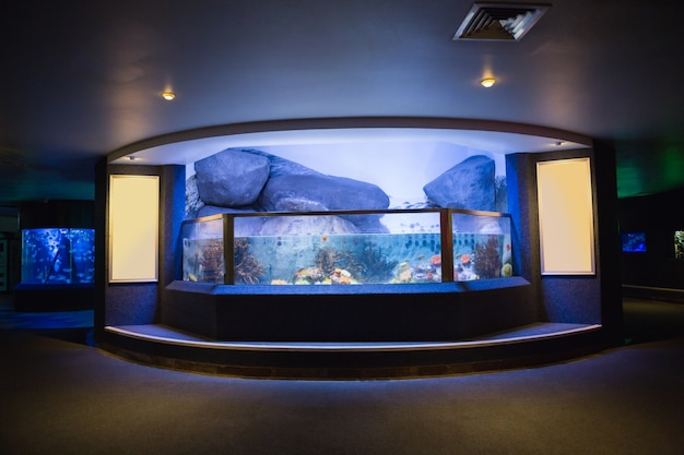 Lit up fish tank