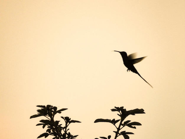 low angle view of bird flying against clear sky