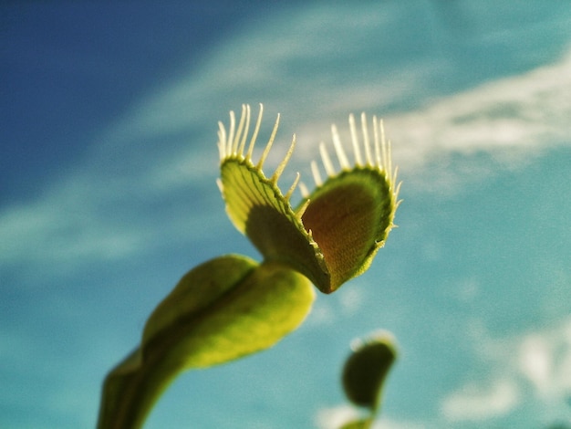 low angle view of flowering plant against sky