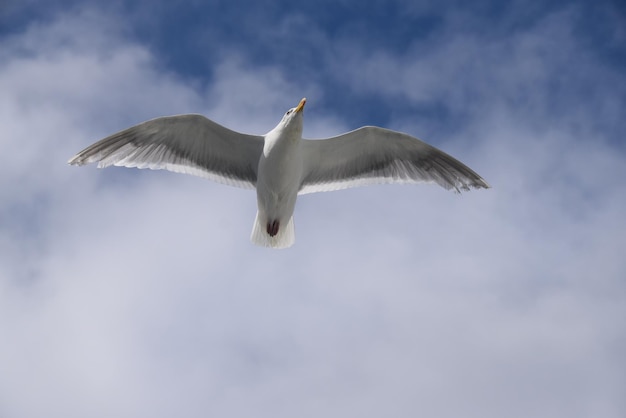 low angle view of seagull flying against cloudy sky